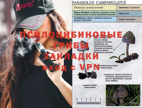 прущие грибы Дмитров